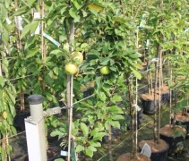 Malus zuilvorm dwerg