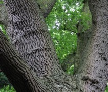 Quercus Robur
