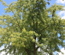 Zilveresdoorn  'Laciniatum Wieri' kroon