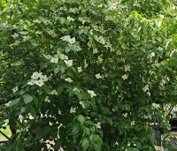 Cornus x rutban 'Aurora' - Kornoelje 'Aurora' - 1
