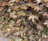 Acer plat. 'Crimson King' - Roodbladige Noorse Esdoorn 'Crimson King' - 2