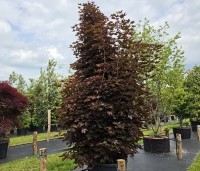 Acer plat. 'Crimson King' - Roodbladige Noorse Esdoorn 'Crimson King' - 1