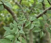 Celtis occidentalis - Westerse netelboom - 8