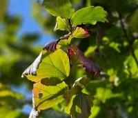 Parrotia persica 'Cherry Tips' - Perzisch IJzerhout 'Cherry Tips' - 2