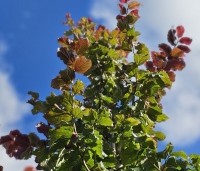 Parrotia persica 'Cherry Tips' - Perzisch IJzerhout 'Cherry Tips' - 1