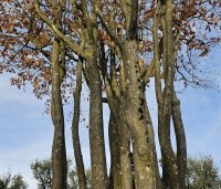 Parrotia persica 'Vanessa' - Perzisch IJzerhout - 1