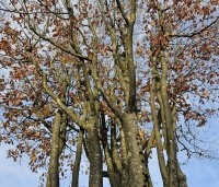 Parrotia persica 'Vanessa' - Perzisch IJzerhout - 2