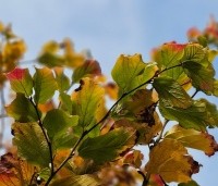 Parrotia persica 'Vanessa' - Perzisch IJzerhout - 4