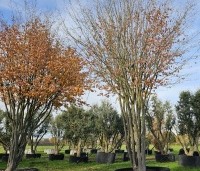 Parrotia persica 'Vanessa' - Perzisch IJzerhout - 3
