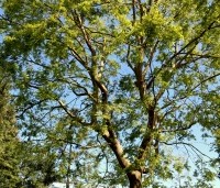 Zelkova serrata - Japanse Zelkova - 9
