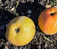 Malus dom. Dubbele Zoete Aagt - Malus dom. Dubbele Zoete Aagt - 2