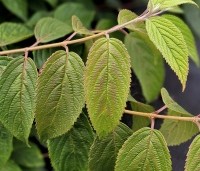 Viburnum plicatum 'Mariesii' - Japanse Sneeuwbal 'Mariesii' - 1