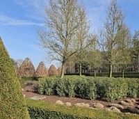 Pyrus calleryana 'Chanticleer' - Sierpeer - winter