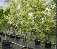 Acer platanoides 'Drummondii' - Gevlekte Noorse Esdoorn - 2