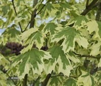 Acer platanoides 'Drummondii' - Gevlekte Noorse Esdoorn - 3