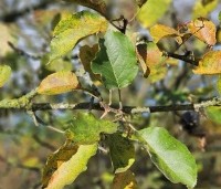 Malus dom. 'Notarisappel' - Malus dom. 'Notarisappel' - 1