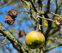 Malus dom. 'Notarisappel' - Malus dom. 'Notarisappel' - 3