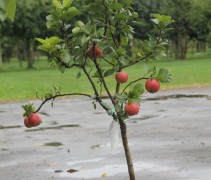 Malus domestica Croquella Delgrina dwergappeltje