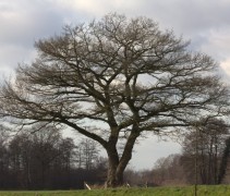 Quercus robur veterane boom