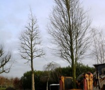 Carpinus betulus Frans Fontaine