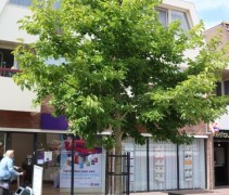 Magnolia Kobus boom kroon in blad