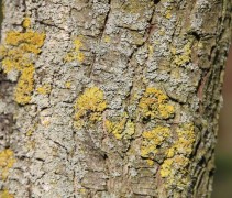 Pyrus calleryana 'Chanticleer'