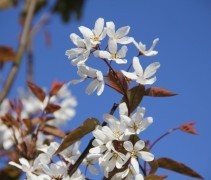 Amelanchier 'Snowcloud' in bloei