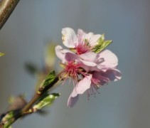 Prunus Dulcis 'Robijn'