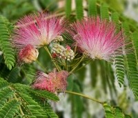 Albizia julibrissin 'Ombrella' - Perzische slaapboom 'Ombrella' - 3