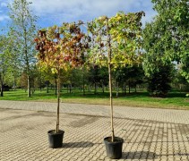 Liquidambar styraciflua stamomtrek 10-12 cm. stam 180cm rek 150x120cm