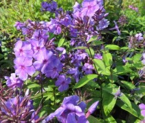Vlambloem 'Blue Paradise' in voordeel kist van 24 stuks