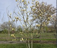 Magnolia 'Yellow River' - Magnolia 'Yellow River' - 5