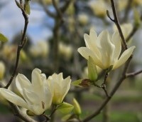 Magnolia 'Yellow River' - Magnolia 'Yellow River' - 3