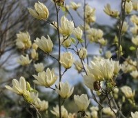 Magnolia 'Yellow River' - Magnolia 'Yellow River' - 2