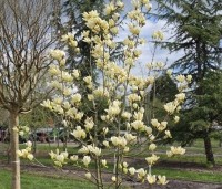 Magnolia 'Yellow River' - Magnolia 'Yellow River' - 6