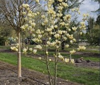 Magnolia 'Yellow River' - Magnolia 'Yellow River' - 4