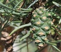 Pinus sylvestris 'Watereri' - Dwerg grove den 'Watereri' - 2