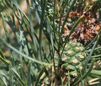 Pinus sylvestris 'Watereri' - Dwerg grove den 'Watereri' - 3