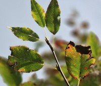 Amelanchier arborea 'Robin Hill' - Amerikaans krentenboompje - 2