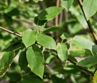 Amelanchier arborea 'Robin Hill' - Amerikaans krentenboompje - 1