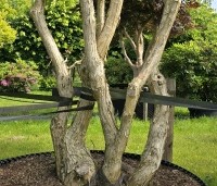 Heptacodium miconioides - Zevenzonenboom - 2