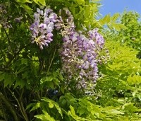 Wisteria sinensis 'Prolific' - Blauwe Regen - 1