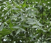 Fraxinus angustifolia 'Raywood' - smalbladige Es - 2