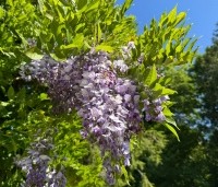 Wisteria sinensis - Blauwe Regen - 3