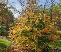 Parrotia persica 'Bella' - Perzisch IJzerhout - 1