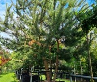 Pinus sylvestris - Grove den - 2