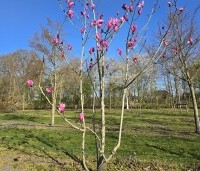 Magnolia 'Spectrum' - Magnolia 'Spectrum' - 1