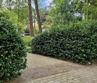 Ilex meserveae 'Blue Prince' - Blauwe hulst 'Blue Prince - 1