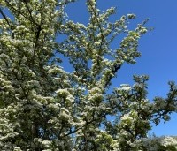 Crataegus monogyna - Eenstijlige meidoorn - 3