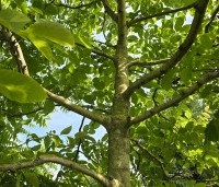 Juglans regia - Walnoot - 2